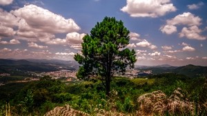 albero, collina, erba, cielo, verde