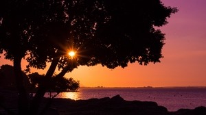 tree, sunset, shore