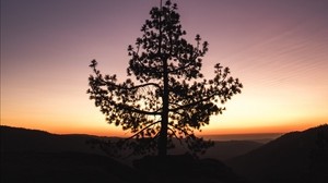 árbol, puesta de sol, horizonte