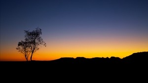 tree, sunset, horizon, sky, shape