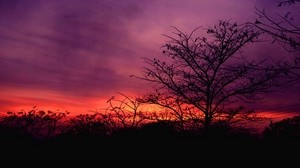 albero, tramonto, cielo, nuvole