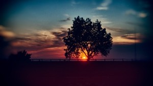 tree, sunset, clouds, sky, horizon - wallpapers, picture