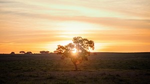 albero, tramonto, campo, orizzonte, luce solare