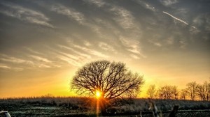 árbol, puesta de sol, campo, cielo