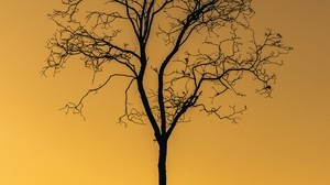 tree, sunset, twilight, dark, lonely