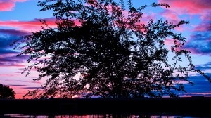 tree, sunset, branches, clouds - wallpapers, picture