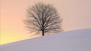tree, winter, minimalism, snow, hillock