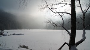 tree, winter, lake, frozen, snow