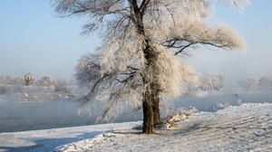树，冬天，雪，下雪，寒冬