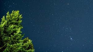 träd, stjärnhimmel, stjärnor, natt, grenar, blad, grönt - wallpapers, picture