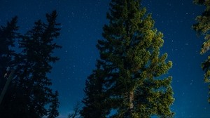 träd, stjärnhimmel, stjärnor
