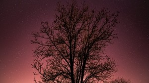 tree, starry sky, stars, night