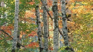 trees, birch, autumn, leaves, multicolored, bark, forest