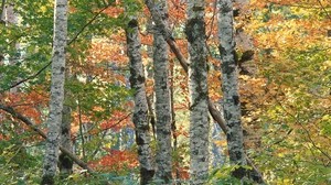 alberi, betulla, autunno, foglie, multicolore, corteccia, foresta - wallpapers, picture