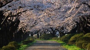 trees, flowers, road - wallpapers, picture
