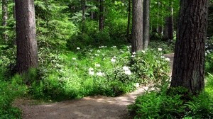 trees, flowers, path, white, green