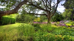 trees, arboretum, perennial, vegetation, bushes, grass, lawn