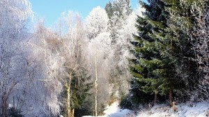 trees, road, frost, spruce, green, clear, sky, from below