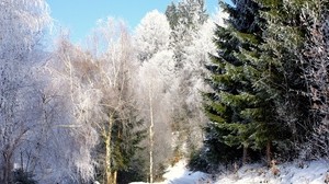 árboles, carretera, escarcha, picea, verde, claro, cielo, desde abajo