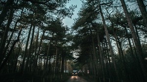 trees, road, sky, car