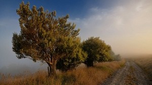 trees, road, fog, blue sky - wallpapers, picture