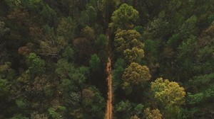 trees, road, top view - wallpapers, picture