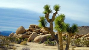 Joshua-Bäume, laubwechselndes Yucca, Cholla-Kakteen, Kalifornien, Nationalpark