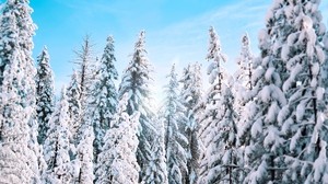 alberi, mangiato, inverno