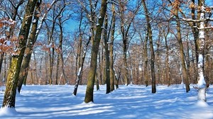 trees, bare, trunks, snow, winter, shadows, sky, clear, park