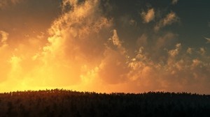 trees, horizon, crowns, clouds, sky, height