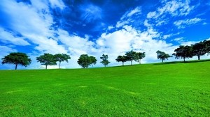 trees, horizon, summer, row, clouds, meadow, blue, green, day