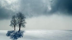 trees, horizon, gray, shadow - wallpapers, picture