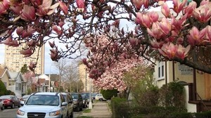 trees, city, flowers, spring