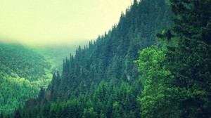 trees, mountains, sky, summer - wallpapers, picture