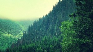 trees, mountains, sky, summer