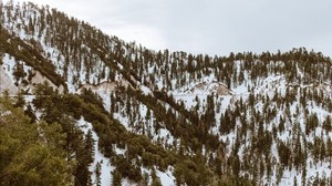 trees, mountains, snow, peaks