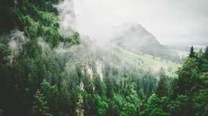 träd, berg, dimma, sommar