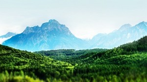 trees, mountains, green, fog