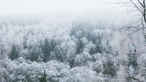 树木，白霜，山峰