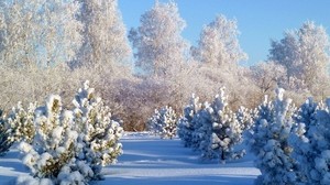 trees, hoarfrost, ate, young growth, winter, snow, gray hair, snowdrifts, cover, white - wallpapers, picture