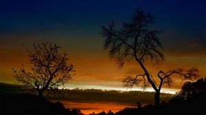 trees, bends, outlines, branches, sunset, orange, height, sky, clouds, twilight, evening