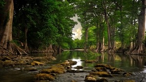 trees, stones, river, moss, summer - wallpapers, picture