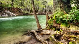 trees, roots, winding, river, moss, flow, murmur, water - wallpapers, picture