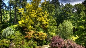 trees, bushes, green, bright - wallpapers, picture