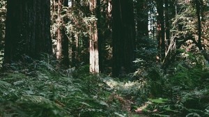 trees, forest, summer, light - wallpapers, picture