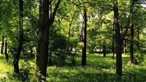 trees, forest, summer, greens, landscape - wallpapers, picture