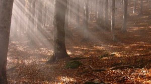 trees, forest, autumn, leaves, sticks, sun, rays, light
