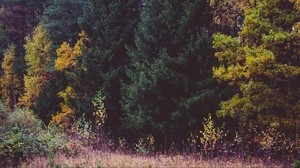 trees, forest, autumn, grass - wallpapers, picture