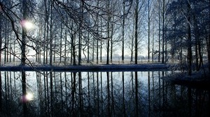 trees, forest, reflection, evening