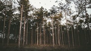 trees, forest, grass, evening - wallpapers, picture